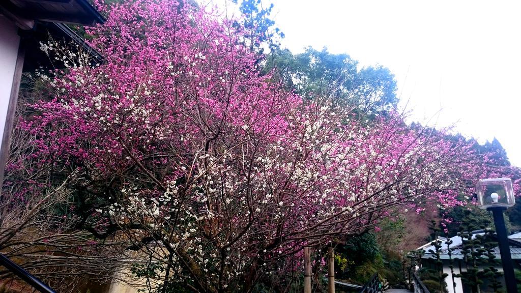 Beppu Showaen Екстериор снимка