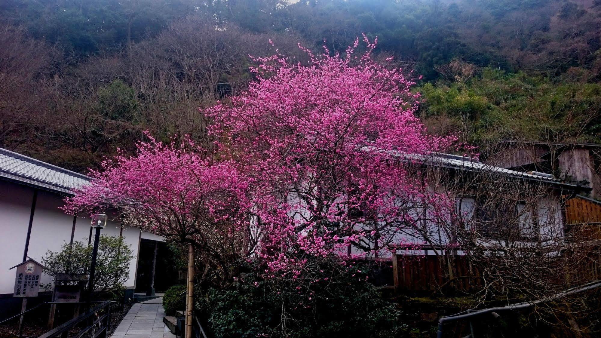 Beppu Showaen Екстериор снимка